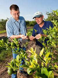 Citrus Greening Citrus Greening
