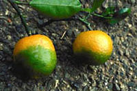 Citrus Greening an Orangen Citrus Greening an Orangen