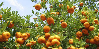 Orangenbäume