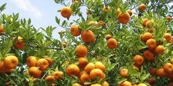 Orangenbäume Orangenbäume