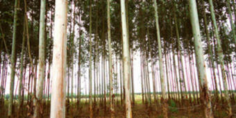 Eukalyptus Eukalyptus