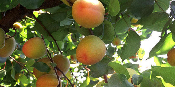 Aprikosen am Baum