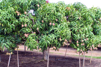 Mangobaum