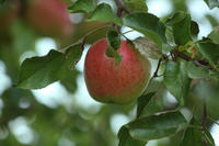 Apfel am Baum