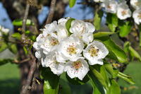 Birnenblüten