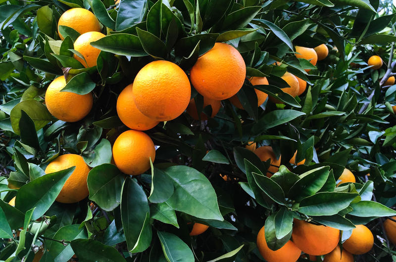 Orange - Alles über die Zitrusfrucht
