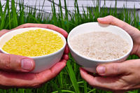 Golden Rice, Reis 2