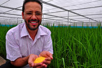 Golden Rice, Reis Golden Rice, Reis