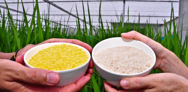 Golden Rice, Reis