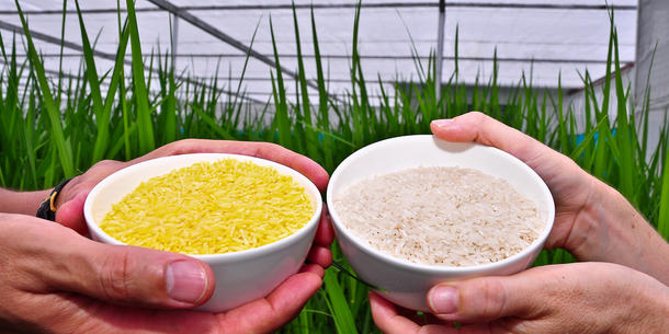 Golden Rice, Reis