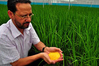 Golden Rice, Reis Golden Rice, Reis