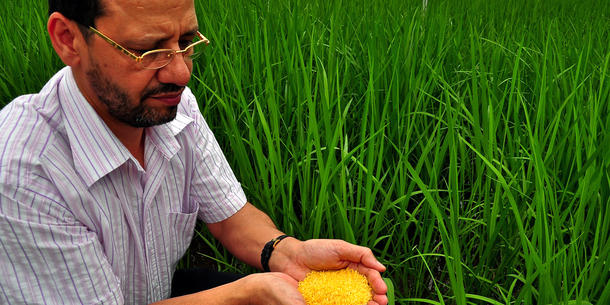 Golden Rice, Reis Golden Rice, Reis
