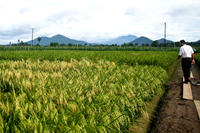 Golden Rice, Reis Golden Rice, Reis