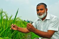 Golden Rice, Reis Golden Rice, Reis