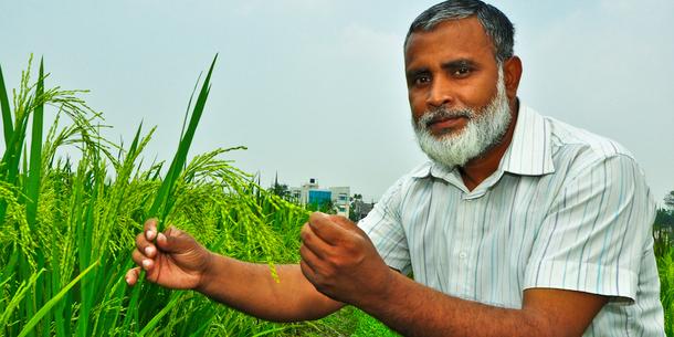 Golden Rice, Reis 2 Golden Rice, Reis 2