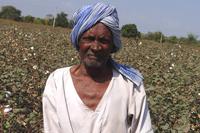 Baumwolle, Kleinbauer in Indien Baumwolle, Kleinbauer in Indien