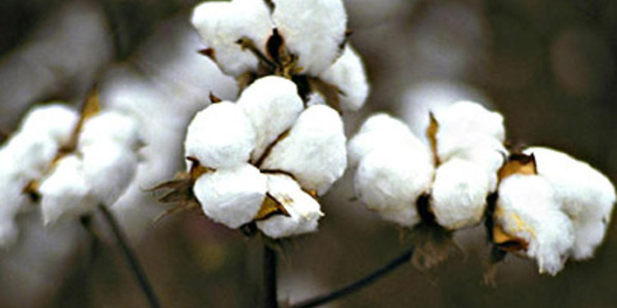 Gentechnik-Baumwolle in großem Stil als „öko“ deklariert - Archiv