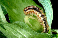 Baumwolle, Cotton Bollworm