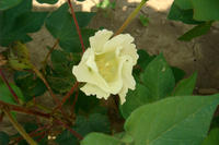Baumwollblüte Baumwollblüte