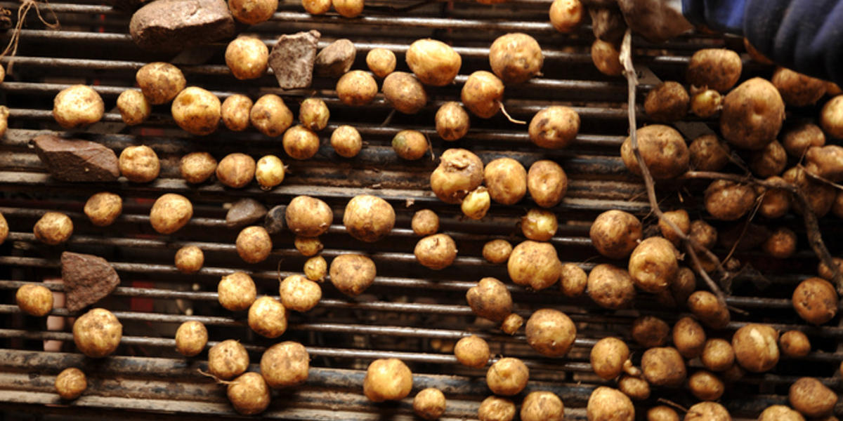 AmfloraKartoffeln Vermischung in Schweden, Verbot in Deutschland