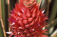 Rosa Ananas 2 Rosa Ananas 2