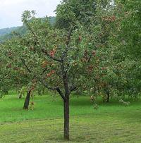 Apfelbaum Apfelbaum