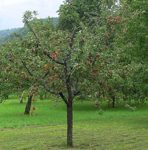 Apfel - Lexikon Nutzpflanzen 