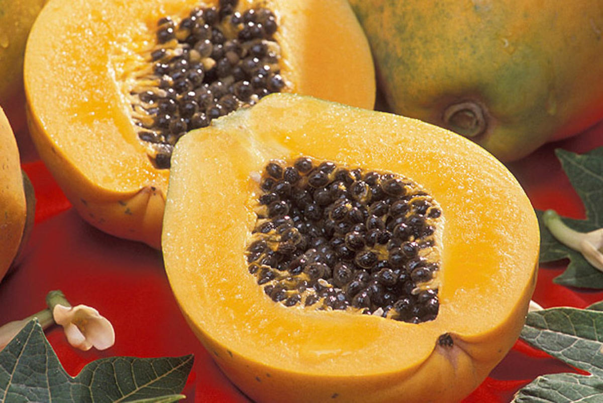 Papaya Lexikon Nutzpflanzen transgen.de