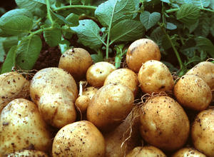 Kartoffelknollen Amflora