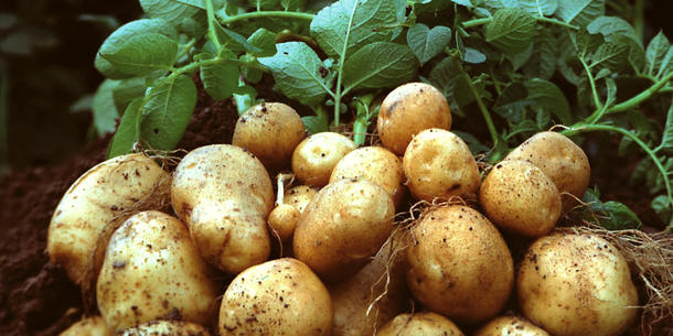 Kartoffelknollen Amflora