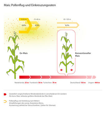 Infografik Pollenflug Mais