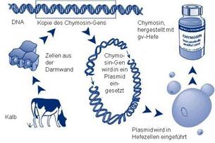 Chymosin Schema