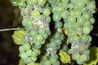 Grauschimmel an Weinrebe Grauschimmel an Weinrebe