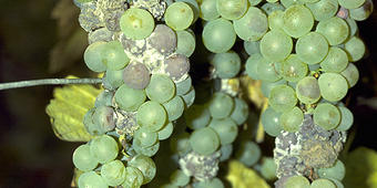 Grauschimmel an Weinrebe Grauschimmel an Weinrebe