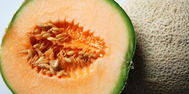 Honigmelone Honigmelone