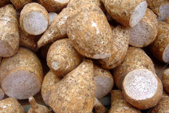 Taro Taro