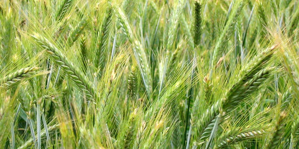 Triticale Triticale