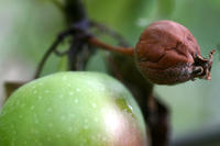 Apfel, Feuerbrand Apfel, Feuerbrand