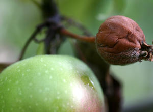 Apfel, Feuerbrand