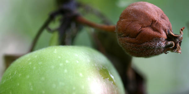 Apfel, Feuerbrand Apfel, Feuerbrand