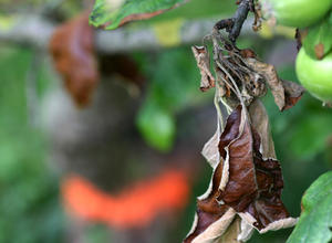 Apfel, Feuerbrand 2