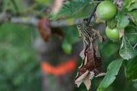 Apfel, Feuerbrand Apfel, Feuerbrand
