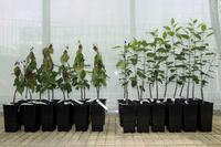 Apfel, Feuerbrand Apfel, Feuerbrand