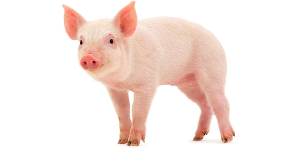 Schwein 2 Schwein 2