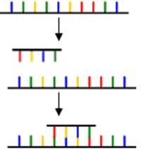 Hybrisisierung, Lexikon Hybrisisierung, Lexikon