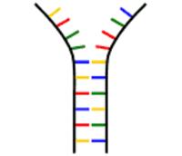DNA-Sequenz, Reissverschluss DNA-Sequenz, Reissverschluss