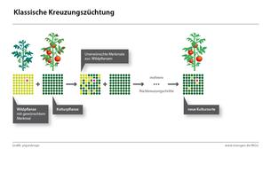 Kreuzungszüchtung Kreuzungszüchtung
