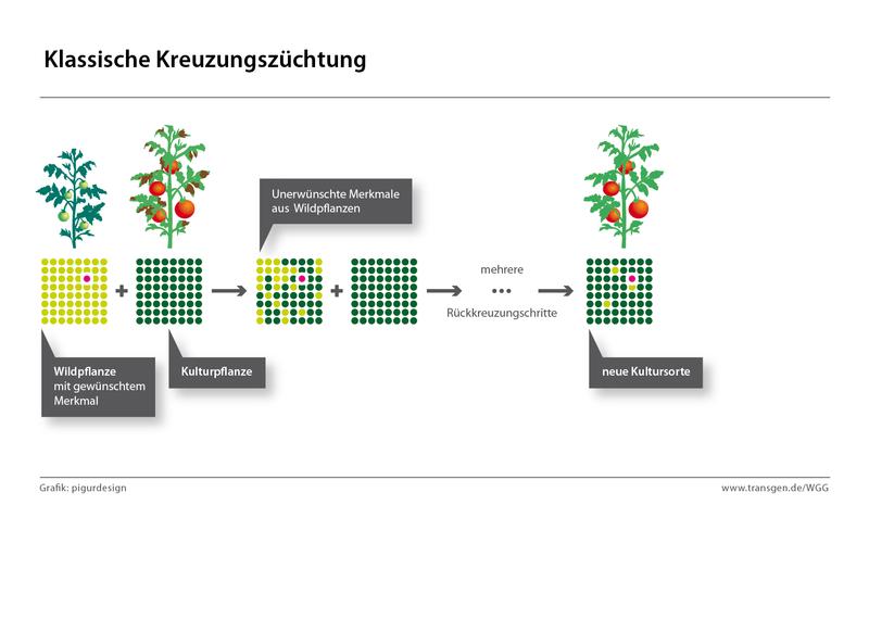 Von Kreuzen bis Genome Editing: Die Verfahren der Pflanzenzüchtung im  Überblick - Forschung 