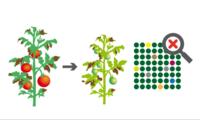 Von Kreuzung bis Genome Editing: Verfahren der Pflanzenzüchtung