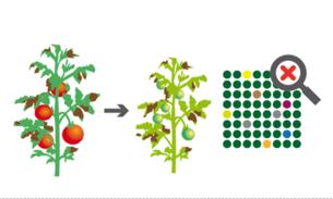 Von Kreuzung bis Genome Editing: Verfahren der Pflanzenzüchtung